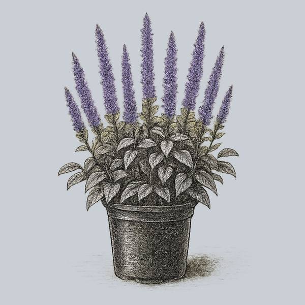 Purple Haze Hyssop