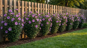 Row of Purple Pillar Rose of Sharon