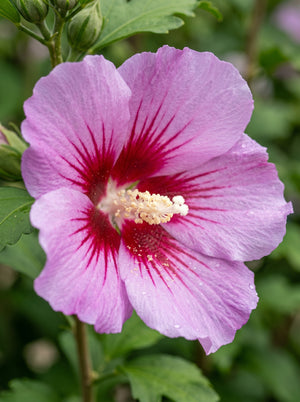 Purple Pillar Rose of Sharon flower