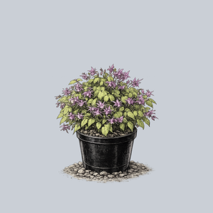 Purple Pixie Barrenwort