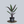 Load image into Gallery viewer, Purple Sword Alocasia
