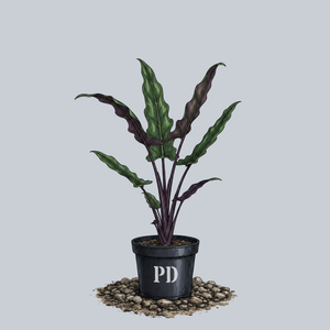 Purple Sword Alocasia