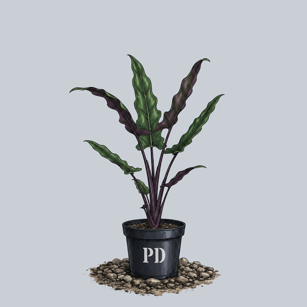 Purple Sword Alocasia