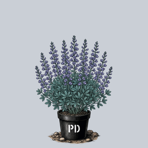 Purple Smoke False Indigo