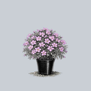 Purple Sprite Creeping Phlox