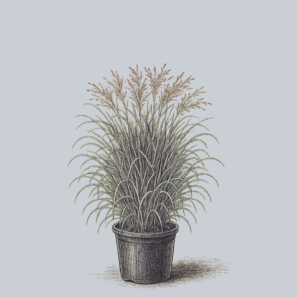 Purple Tears Switchgrass