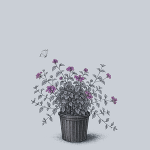 Purple Trailing Lantana