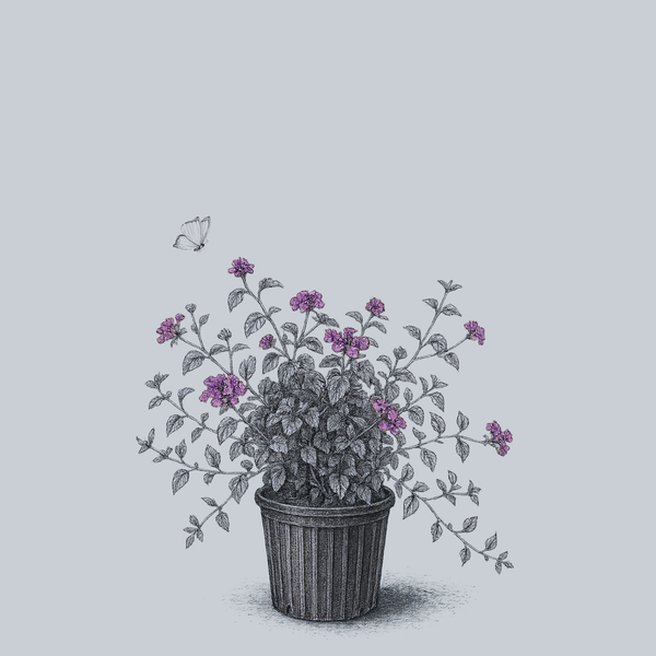 Purple Trailing Lantana