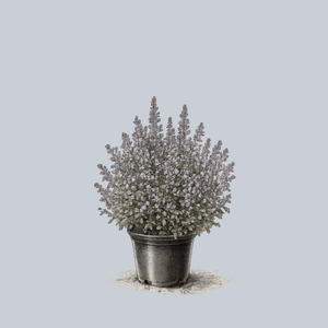 Purrsian Blue Catmint