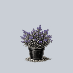 Purrsian Blue Catmint