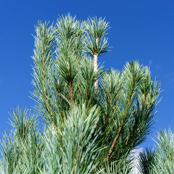 Pacific Blue Macedonian Pine