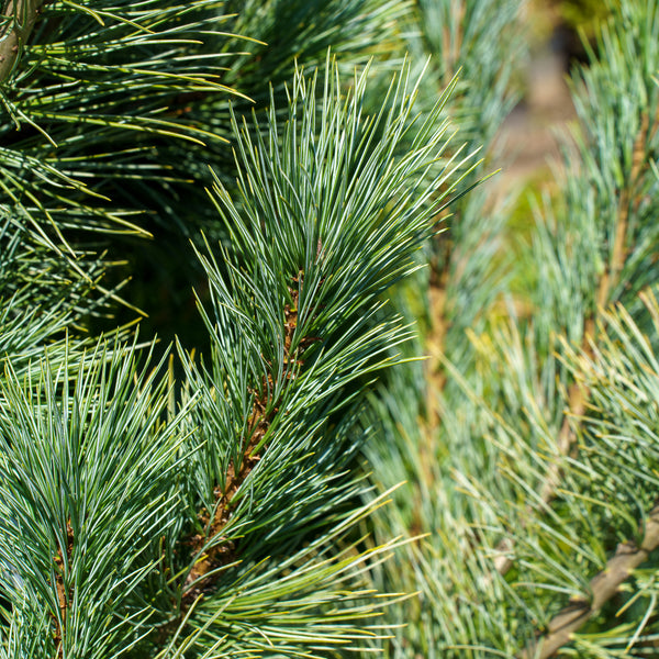 Pacific Blue Macedonian Pine