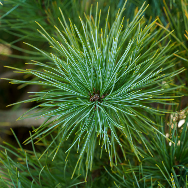 Pacific Blue Macedonian Pine