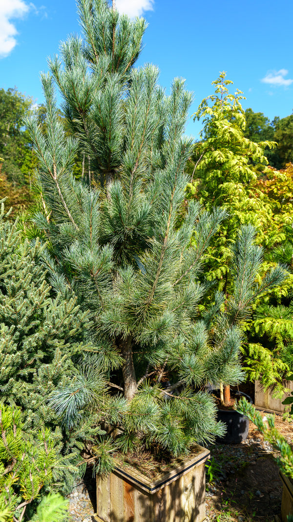 Pacific Blue Macedonian Pine