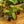 Load image into Gallery viewer, Painted Lady Philodendron
