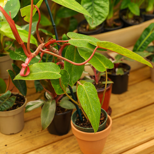 painted lady philodendron price Painted Lady Philodendron – Plant Detectives