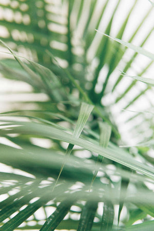 Indoor Palm Tree