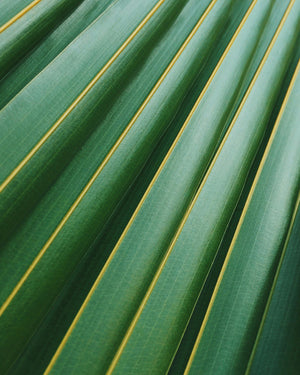 Indoor Palm Tree