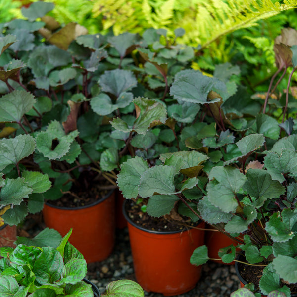 Pandora Leopard Plant