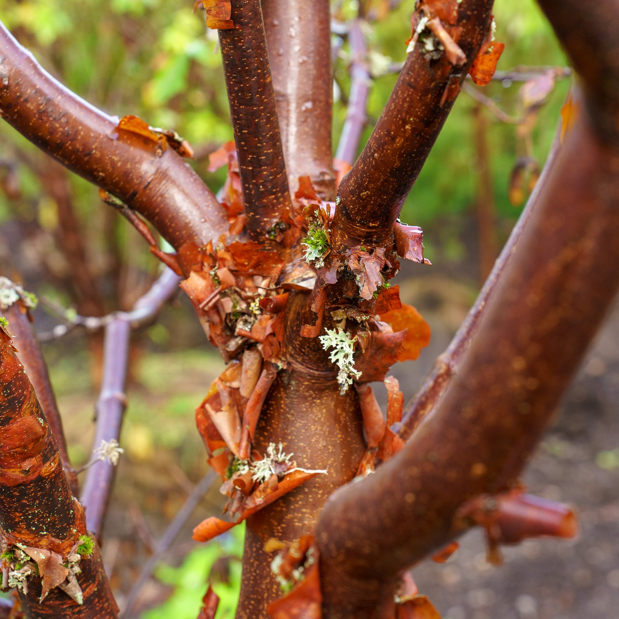 Plant of the Week - Paperbark Maple – Plant Detectives