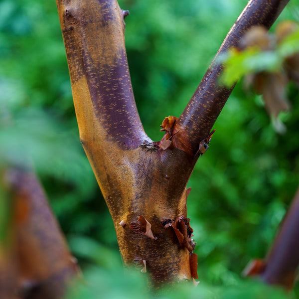 Paperbark Maple