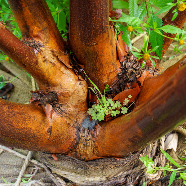 Paperbark Maple