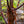 Load image into Gallery viewer, Paperbark Maple
