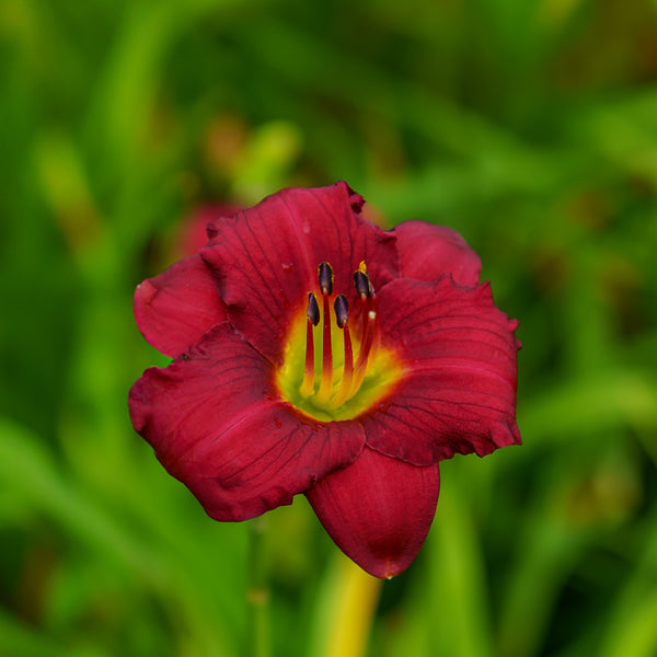 Pardon Me Daylily