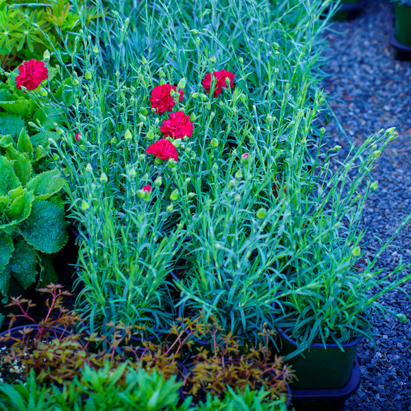 Passion Dianthus