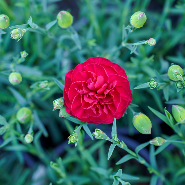 Passion Dianthus