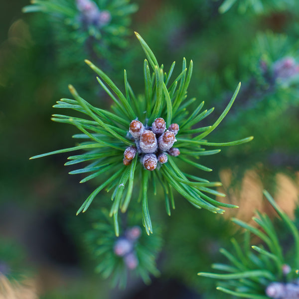 Paul's Dwarf Mountain Pine