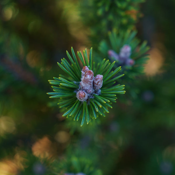 Paul's Dwarf Mountain Pine