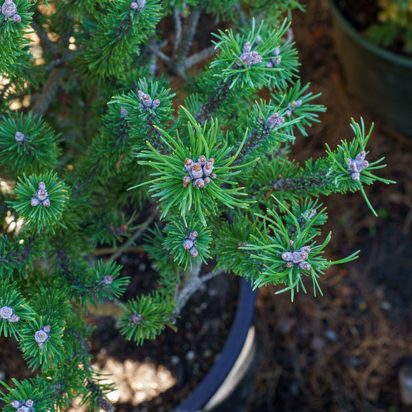 Paul's Dwarf Mountain Pine