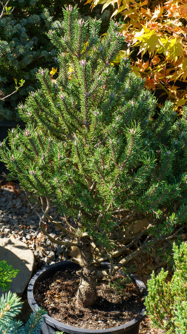 Paul's Dwarf Mountain Pine