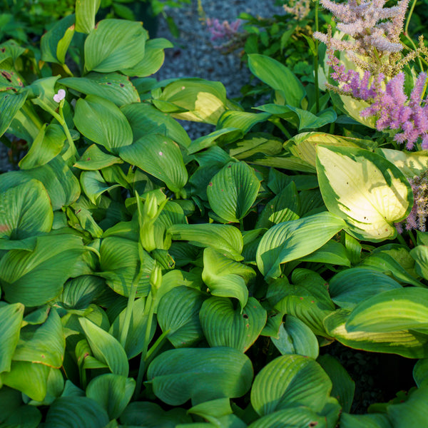 Paul's Glory Hosta