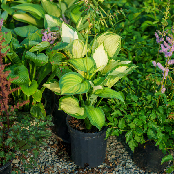 Paul's Glory Hosta