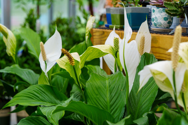 Peacy Lily - Other Houseplants - Houseplants