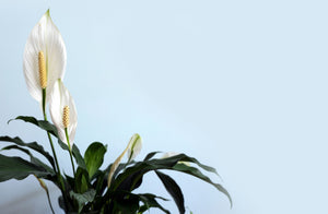 Peace Lily Houseplant