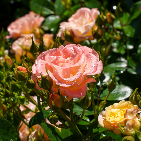 Peach Drift Rose