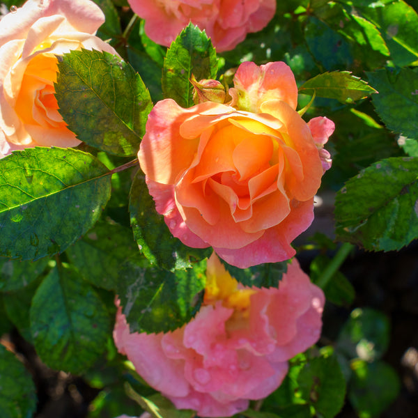 Peach Drift Rose