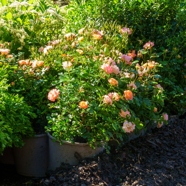 Peach Drift Rose