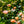 Load image into Gallery viewer, Peach Drift Rose
