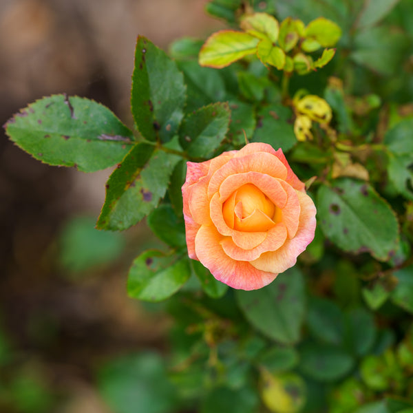 Peach Drift Rose