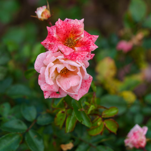 Peach Drift Rose