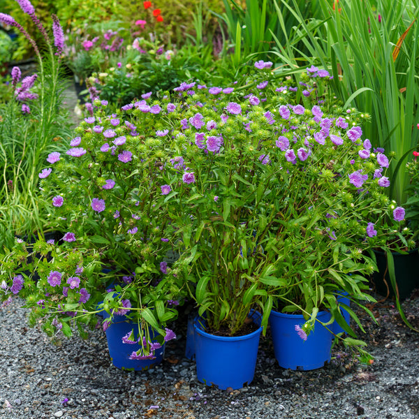 Peachie's Pick Stokes' Aster