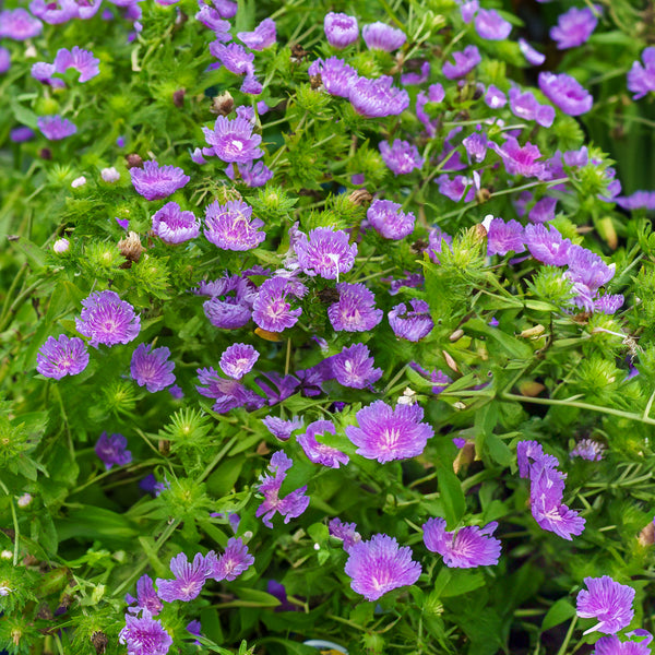 Peachie's Pick Stokes' Aster