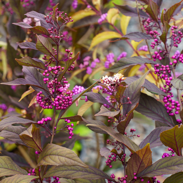 Pearl Glam Beautyberry