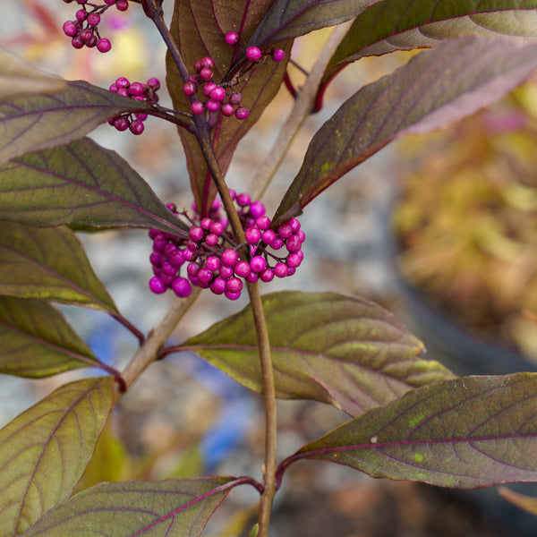 Pearl Glam Beautyberry