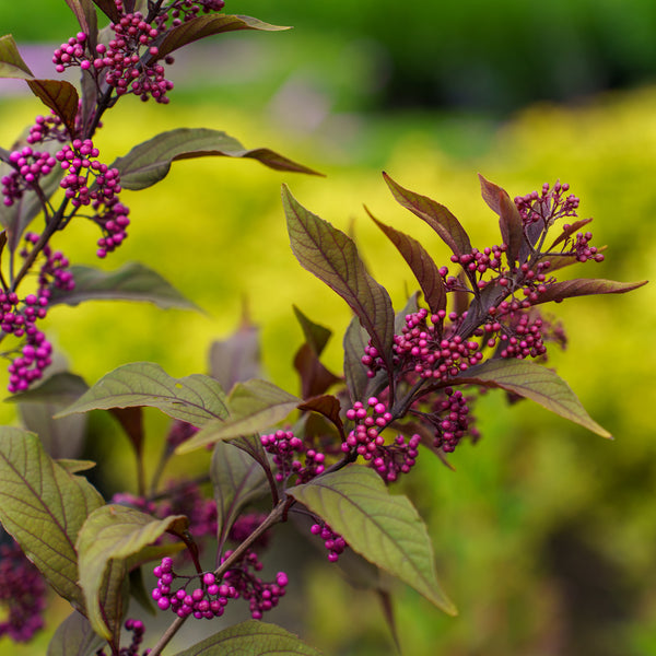 Pearl Glam Beautyberry