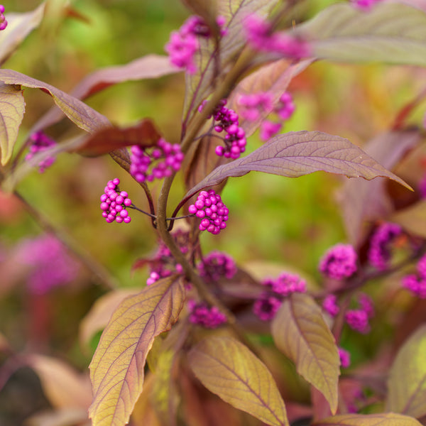 Pearl Glam Beautyberry